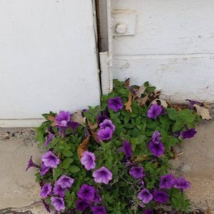 Meet your Posher, Carley